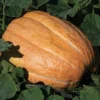 Maxima Dills Atlantic Giant Pumpkin