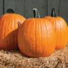 Cargo PMR Hybrid Pumpkin