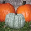 Blue Doll Hybrid Pumpkin