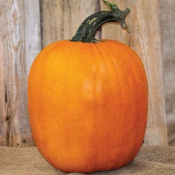 Jack-O-Lantern Pumpkin Offer