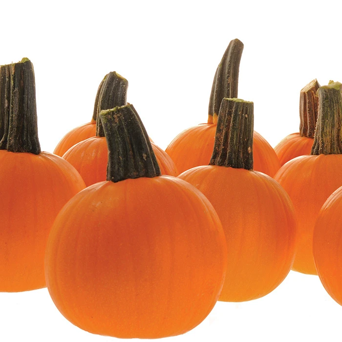 Half Pint Hybrid Pumpkin 1 Half Pint Hybrid Pumpkin