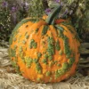 Warty Goblin Hybrid Pumpkin