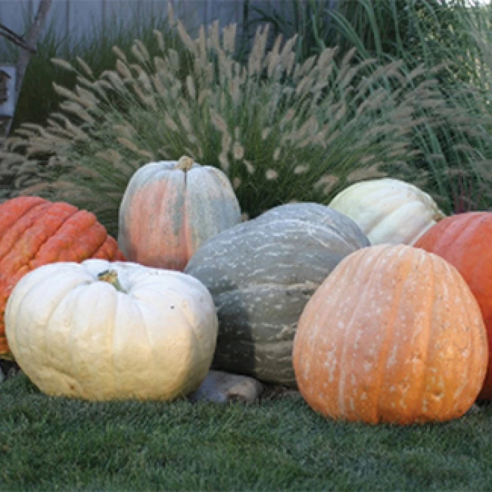 World Of Color Blend Pumpkin 1 World Of Color Blend Pumpkin