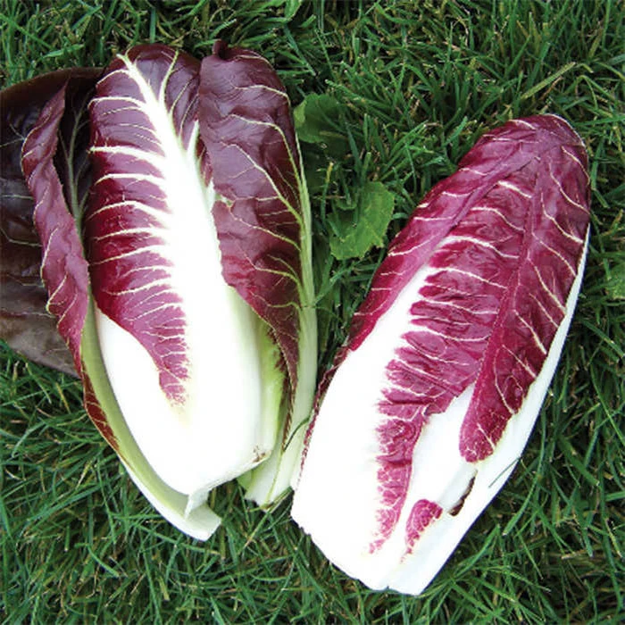Fiero Hybrid Radicchio 1 Fiero Hybrid Radicchio