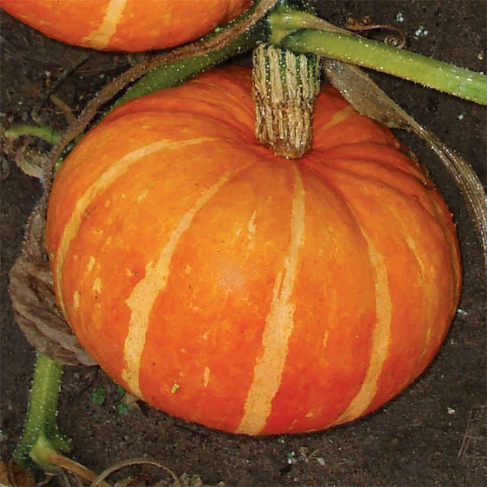 Maxima Orange Cutie Hybrid Pumpkin 1 Maxima Orange Cutie Hybrid Pumpkin