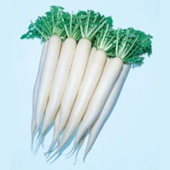 April Cross Hybrid Daikon Radish