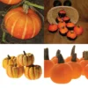 Novelty Mini Pumpkin Offer