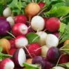 Fiesta Blend Radish