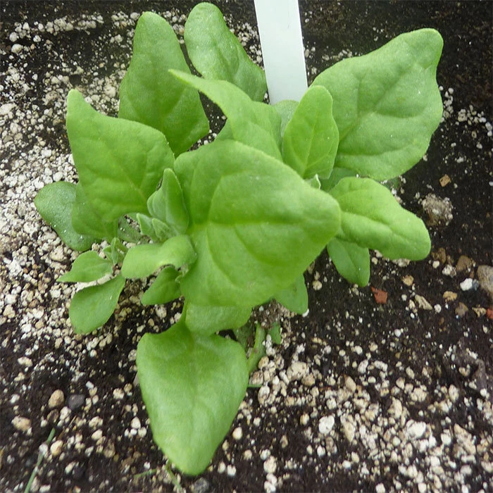 New Zealand Or Tetragonia Spinach 1 New Zealand Or Tetragonia Spinach