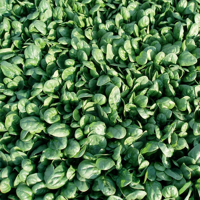 Reflect Hybrid Spinach 1 Reflect Hybrid Spinach