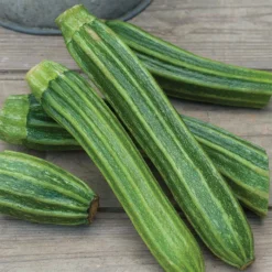 Latino Hybrid Summer Squash