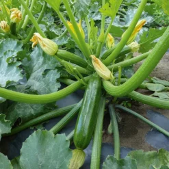 Sanabria Hybrid Zucchini