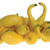 Delta Hybrid Yellow Crookneck Squash