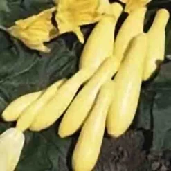 Superpik Hybrid Squash