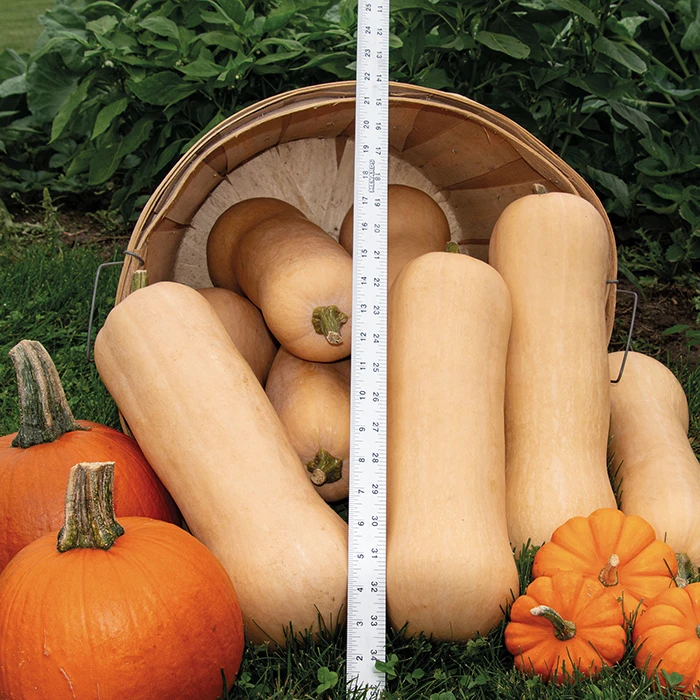 Dick's Pick Hybrid Butternut Squash 1 Dick's Pick Hybrid Butternut Squash