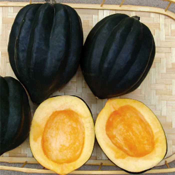 Ebony Acorn Winter Squash 1 Ebony Acorn Winter Squash