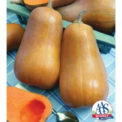 Honeybaby Hybrid Squash