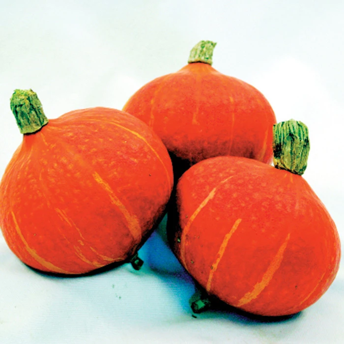 Maxima Sun Spot Hybrid Winter Squash 1 Maxima Sun Spot Hybrid Winter Squash