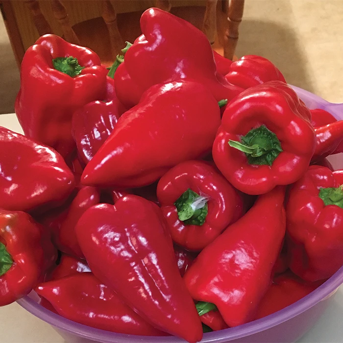 Utri Pepper 1 Utri Pepper