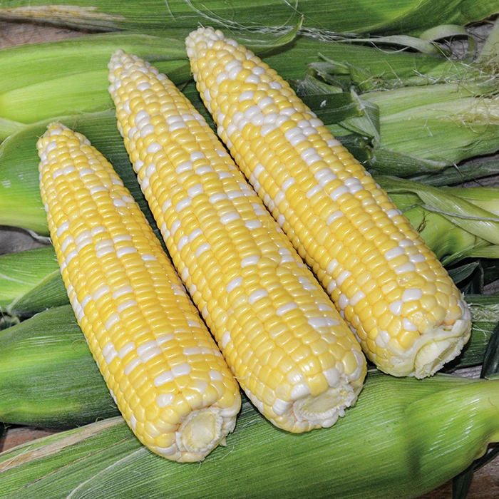 Ambrosia Bicolor Untreated Hybrid Sweet Corn 1 Ambrosia Bicolor Untreated Hybrid Sweet Corn