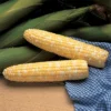 Serendipity Triplesweet&reg; Bicolor Untreated Hybrid Sweet Corn