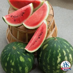 Cal Sweet Bush Watermelon