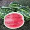 Crimson Sweet Watermelon