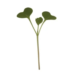 Broccoli Microgreens