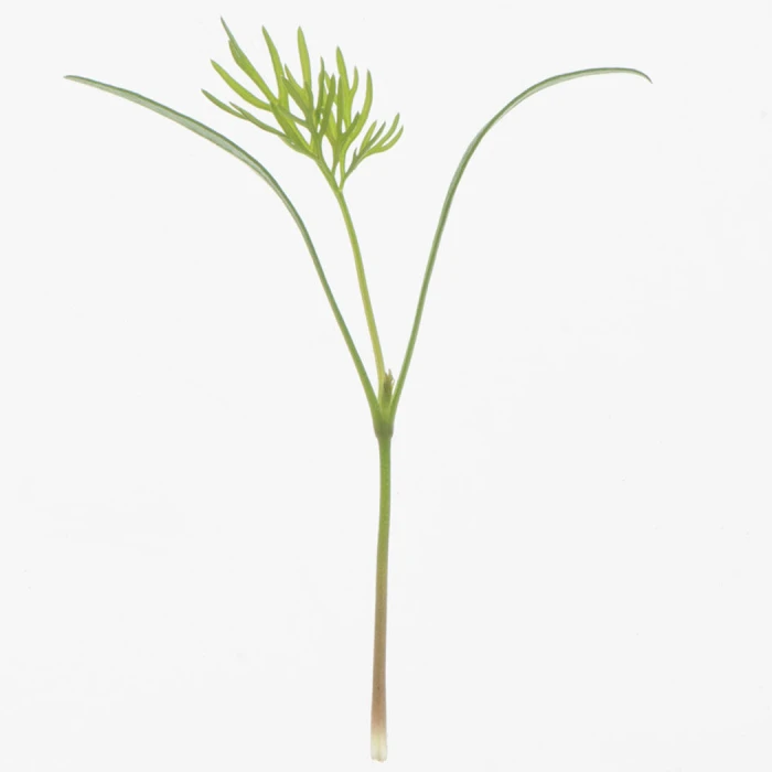 Dill Microgreens 1 Dill Microgreens