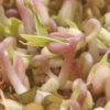 Mung Bean Sprouting Seed