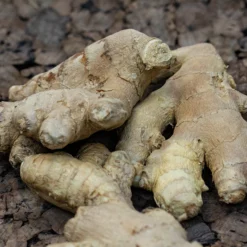 Peruvian Ginger