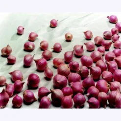 Holland Red Shallots