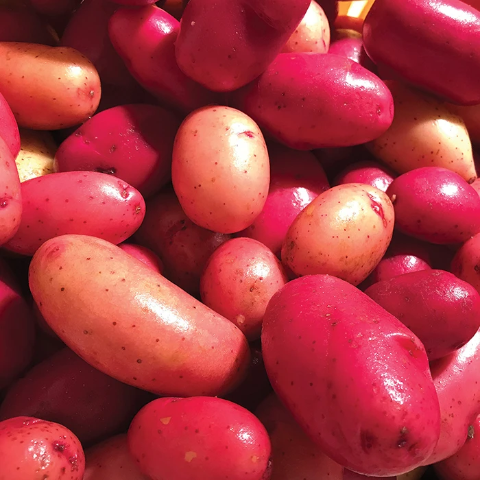 Clancy Hybrid Potato 1 Clancy Hybrid Potato