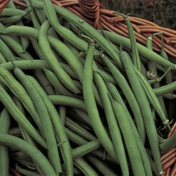 Organic Blue Lake 274 Bush Bean
