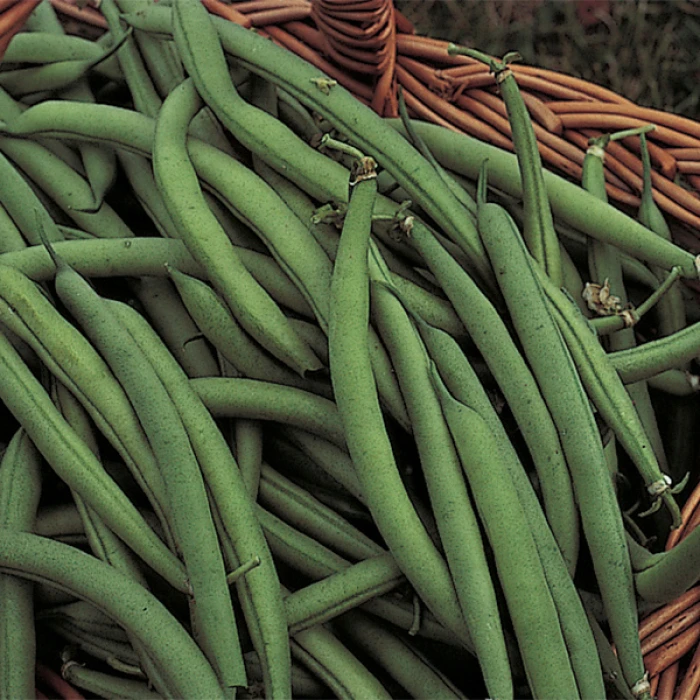 Organic Blue Lake 274 Bush Bean 1 Organic Blue Lake 274 Bush Bean