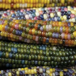 Glass Gem Organic Ornamental Corn
