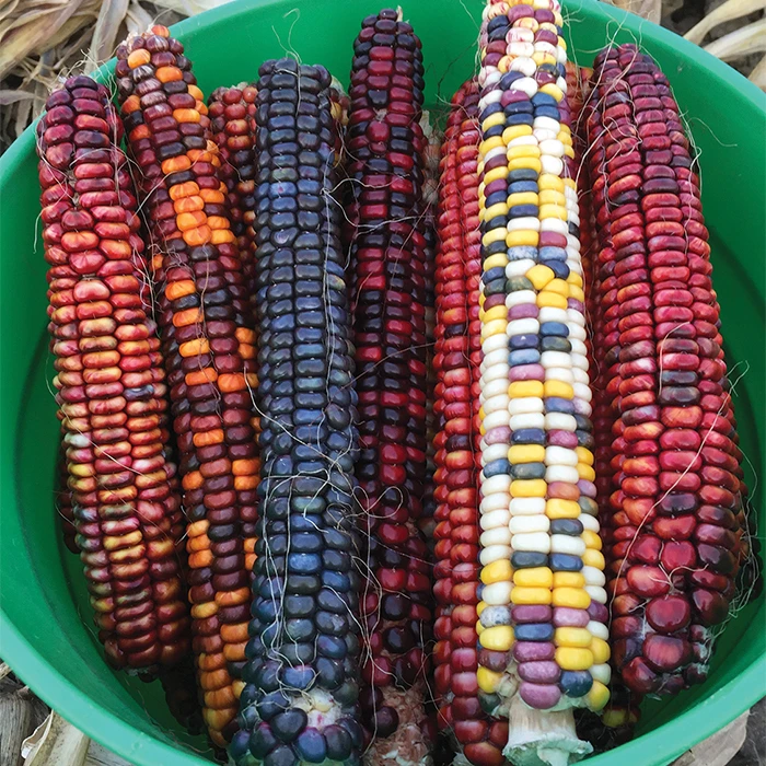 Organic Painted Mountain Ornamental Corn 1 Organic Painted Mountain Ornamental Corn