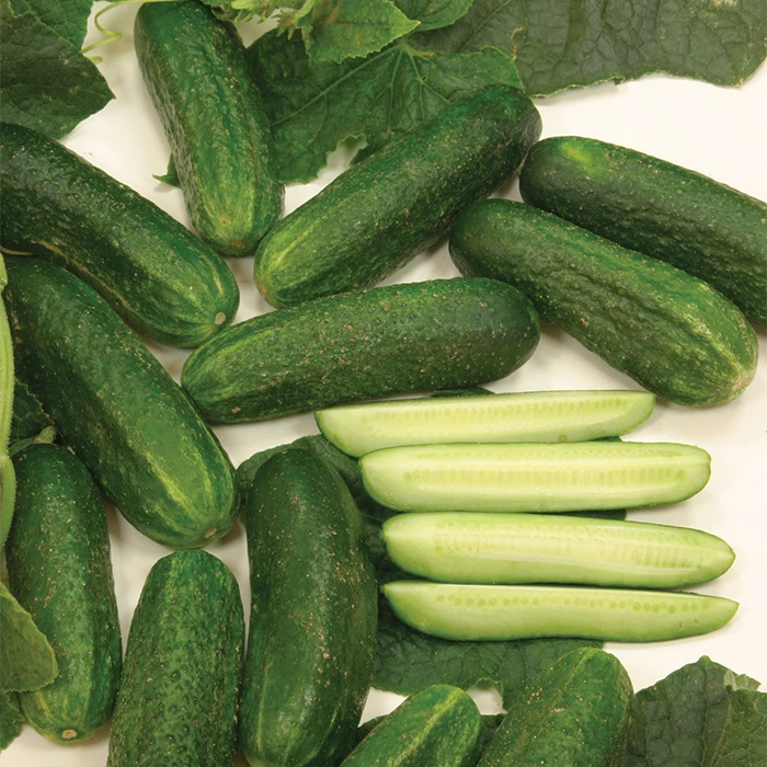 Organic Diamant Hybrid Cucumber 1 Organic Diamant Hybrid Cucumber