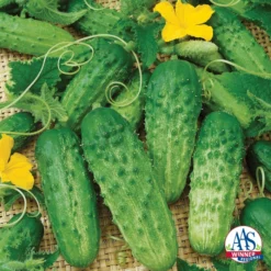 Organic Pick A Bushel Hybrid Cucumber