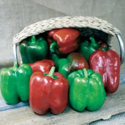 King Of The North Organic Pepper