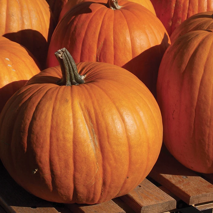 Organic Connecticut Field Pumpkin 1 Organic Connecticut Field Pumpkin