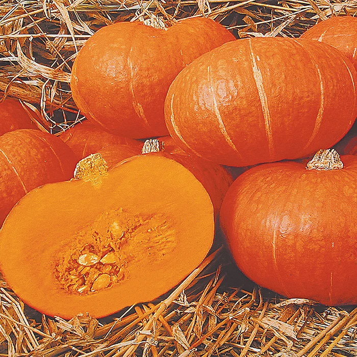 Maxima Organic Sunshine Hybrid Squash 1 Maxima Organic Sunshine Hybrid Squash