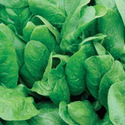 Space Hybrid Organic Spinach