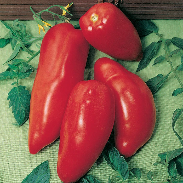 Opalka Organic Tomato 1 Opalka Organic Tomato