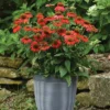 Artisan Red Ombre Echinacea