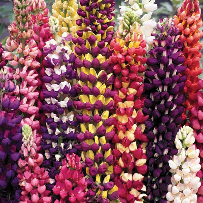 Tutti Frutti™ Lupines 1 Tutti Frutti™ Lupines
