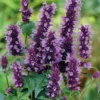 Black Adder Agastache
