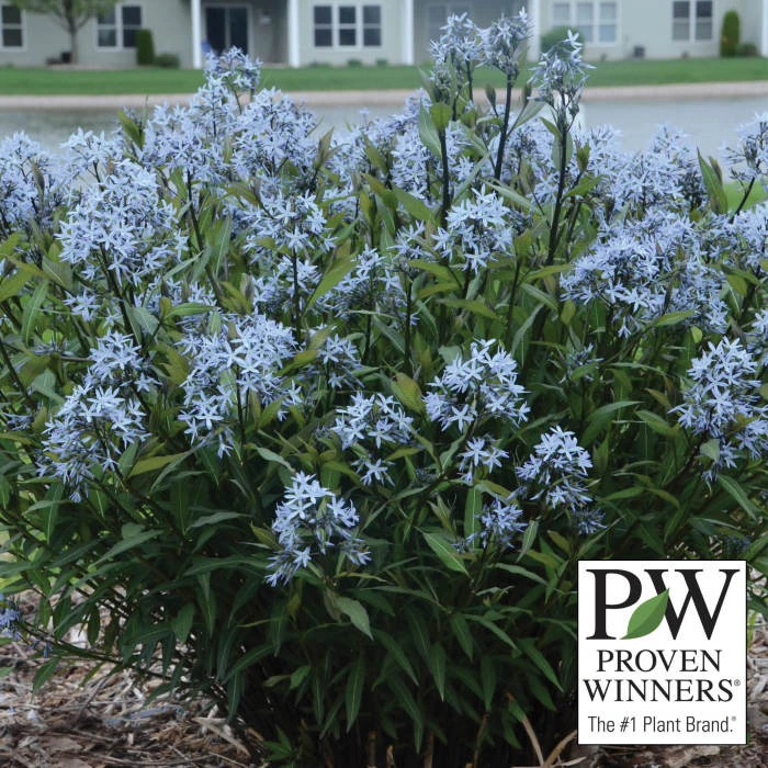 Storm Cloud Amsonia 1 Storm Cloud Amsonia