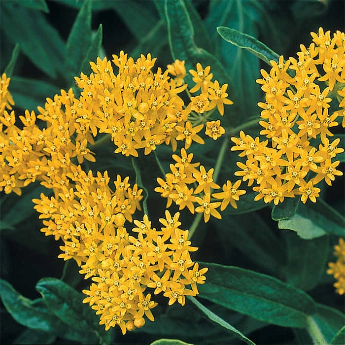 Hello Yellow Butterfly Plant 1 Hello Yellow Butterfly Plant