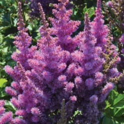 Black Pearls® Astilbe